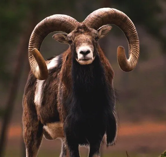 Muflón